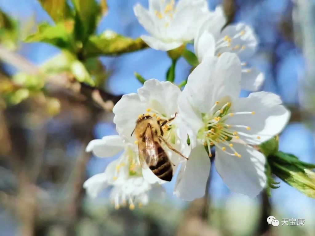 天宝康开展2022“世界蜜蜂日”庆祝活动