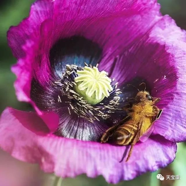 天宝康开展2022“世界蜜蜂日”庆祝活动